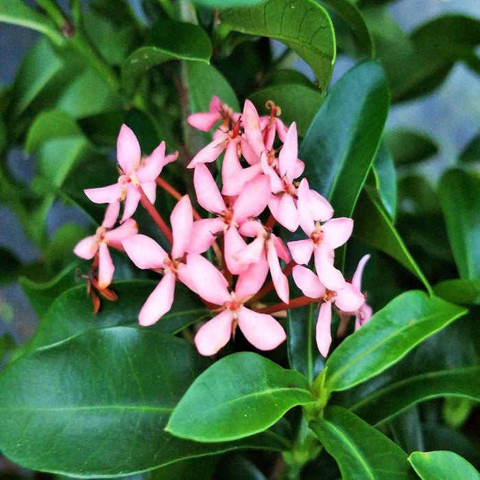 Ixora Mini Dwarf Pink - Flowering Plants — PlantsKingdom