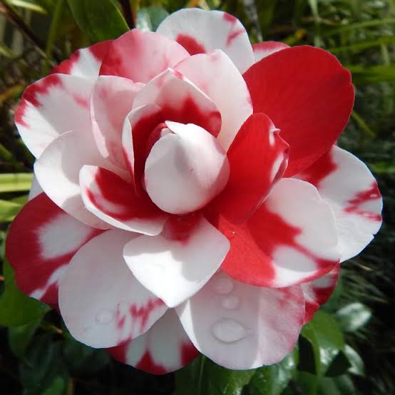 Camelia Flower Plant — PlantsKingdom