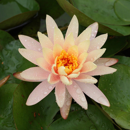 Indian Nursery - Blue Water Lily(Aquatic plants) Exporter, Seller