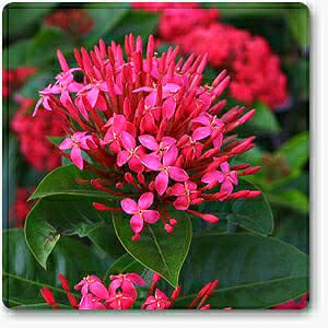Ixora Mini Dwarf Pink - Flowering Plants — PlantsKingdom