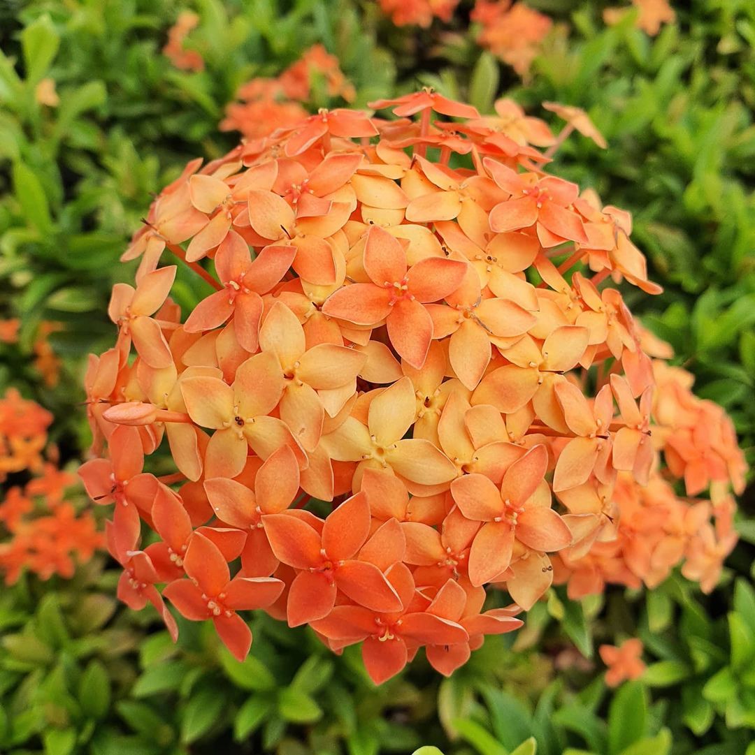Ixora Mini Dwarf Orange - Flowering Plant — PlantsKingdom