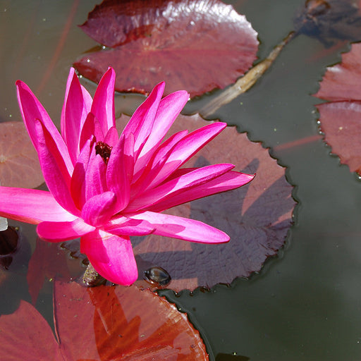 Indian Nursery - Blue Water Lily(Aquatic plants) Exporter, Seller