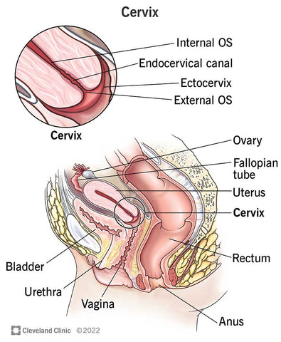 The anatomy of the cervix and reproductive organs