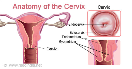The cervix | Tip of the cervix