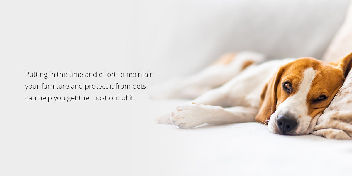 putting in the time and effort to maintain your furniture and protect it from pets can help you get the most out of it
