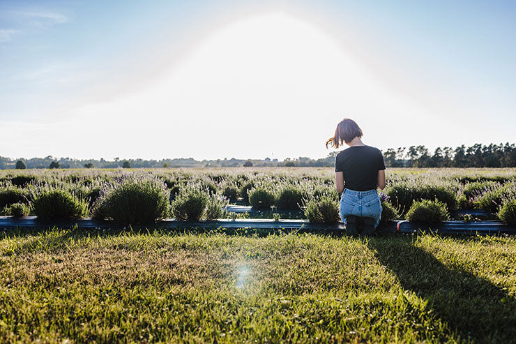 Woman sits in lavender field with back to camera. Sun is bright in the distance