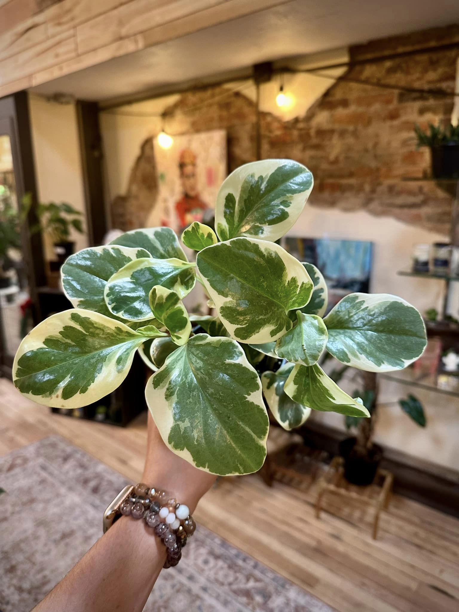 Peperomia Marble 4"