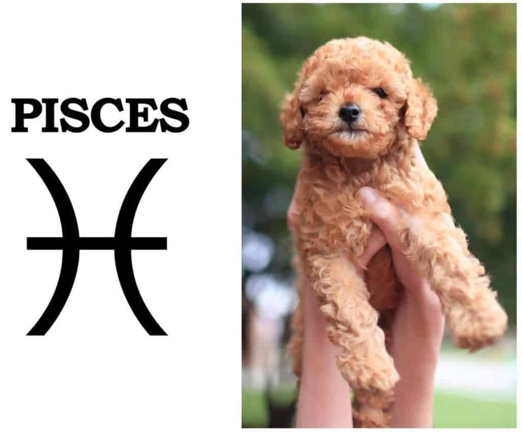 Best Dog Breed Based on Zodiac Sign
