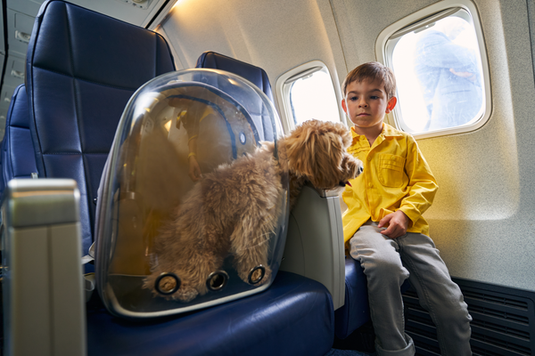 Tips for Keeping Your Service Dog Calm During Air Travel