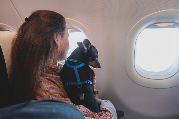 Tips for Keeping Your Service Dog Calm During Air Travel (2)