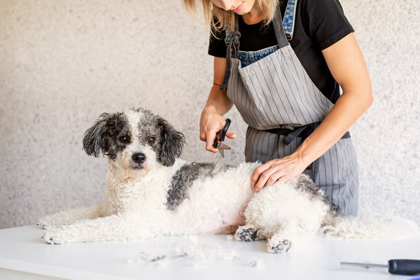 7 Effective Tips to Control Excess Dog Hair