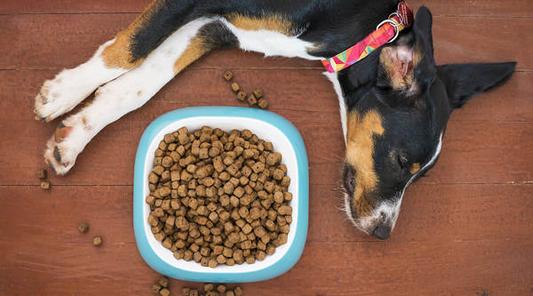 A Step-by-Step Guide to Improving Your Dog's Gut Health and Enhancing Overall Well-Being