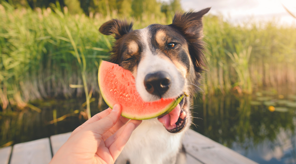 A Step-by-Step Guide to Improving Your Dog's Gut Health and Enhancing Overall Well-Being