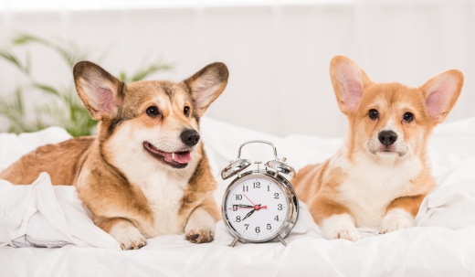 Are Dogs Aware of How Long They Are Left Alone For? Exploring Canine Time Perception