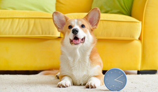 Are Dogs Aware of How Long They Are Left Alone For? Exploring Canine Time Perception