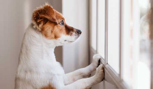 Are Dogs Aware of How Long They Are Left Alone For? Exploring Canine Time Perception
