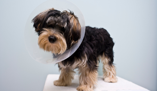 When is it Safe to Start Walking Your Dog After Neutering?