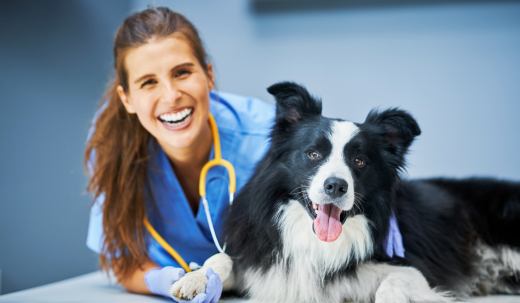 When is it Safe to Start Walking Your Dog After Neutering?