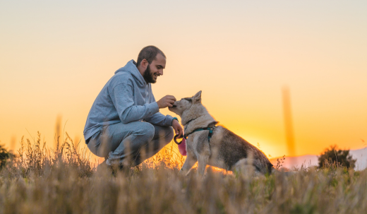 When is it Safe to Start Walking Your Dog After Neutering?