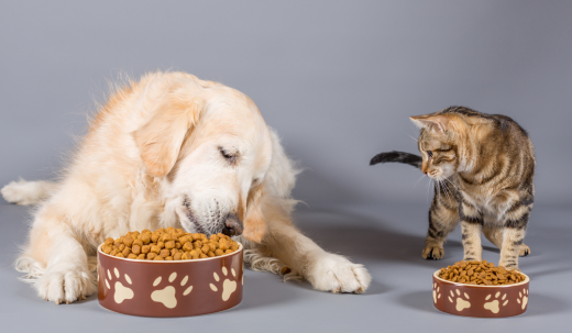 Tips for Managing a Multi-Pet Household