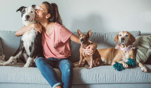 Top Tips for Managing a Multi-Pet Household