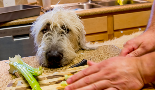 Can You Feed Your Dog Celery