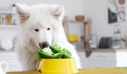 Can You Feed Your Dog Celery