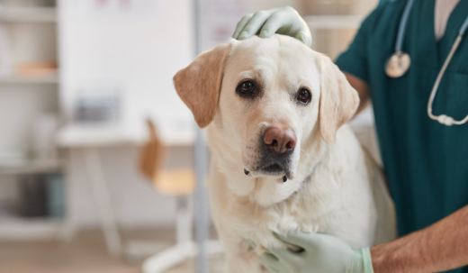 Do Dogs Think We Abandoned Them When Left at the Vet Overnight?