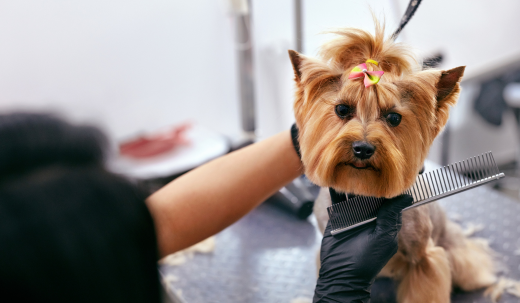 The Hidden Benefits of Regular Dog Grooming