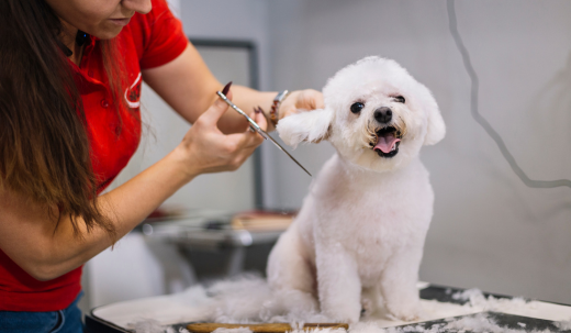 The Hidden Benefits of Regular Dog Grooming