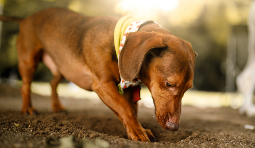 Dog Digging Yard