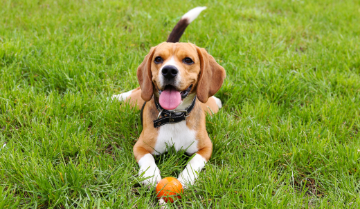 Dog Digging Yard