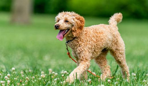 Dog Digging Yard