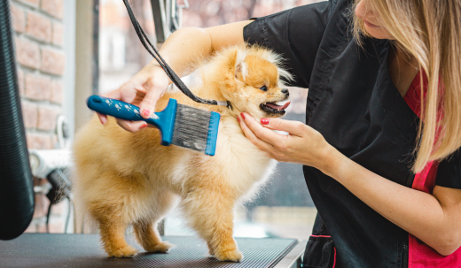 The Hidden Benefits of Regular Dog Grooming