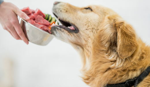 How to Help your Dog Lose Weight