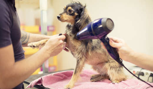 The Hidden Benefits of Regular Dog Grooming