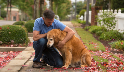 What to Expect When Adopting a Senior Pet