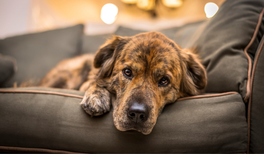 canine parvovirus