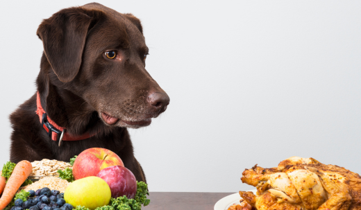 The Benefits of Fresh Food for Dogs: A Complete Guide