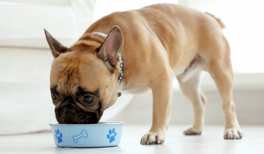 The Benefits of Fresh Food for Dogs: A Complete Guide