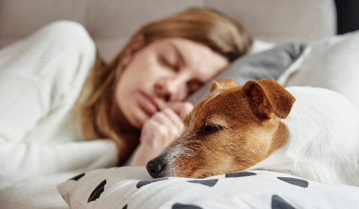 Why Do Dogs Like to Be in the Owner's Bed?