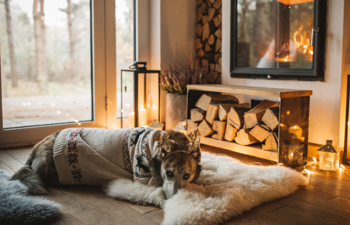Winter Woofs: 7 Tips to Keep Your Pup Cozy and Warm