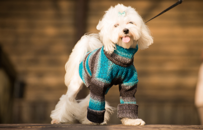 Winter Woofs: 7 Tips to Keep Your Pup Cozy and Warm