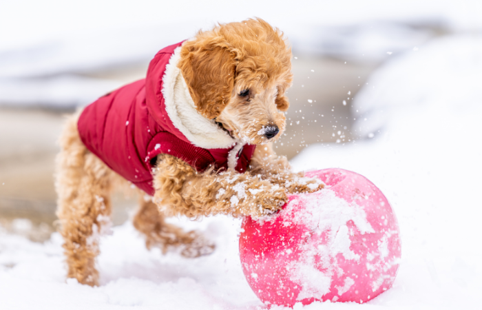 Winter Woofs: 7 Tips to Keep Your Pup Cozy and Warm