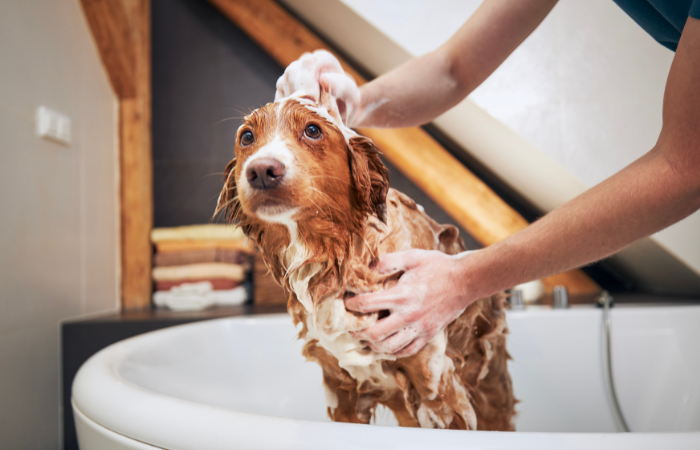The Ultimate Dog Bathing Guide: How Often Should You Clean Your Canine Companion?