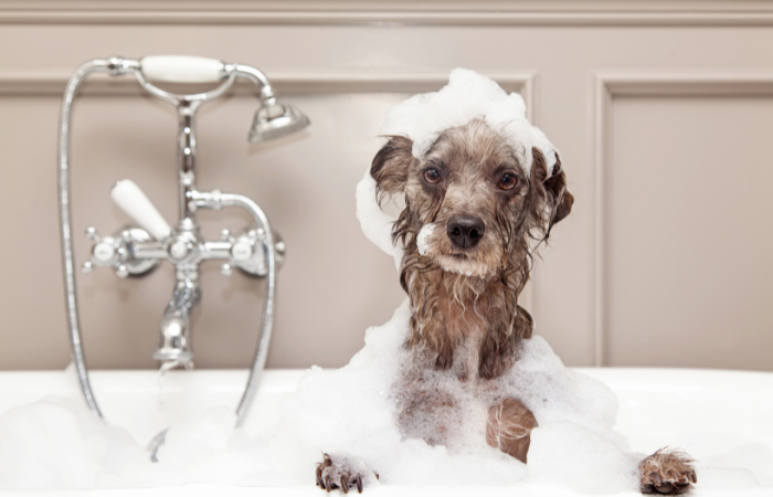 The Ultimate Dog Bathing Guide: How Often Should You Clean Your Canine Companion?