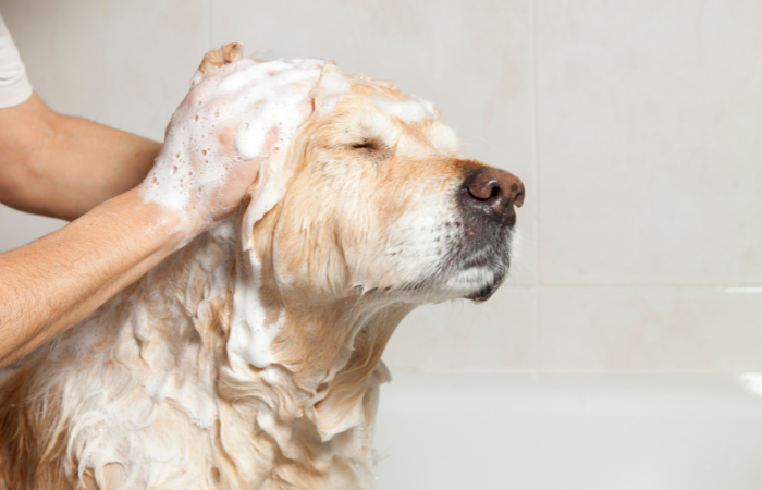 The Ultimate Dog Bathing Guide: How Often Should You Clean Your Canine Companion?