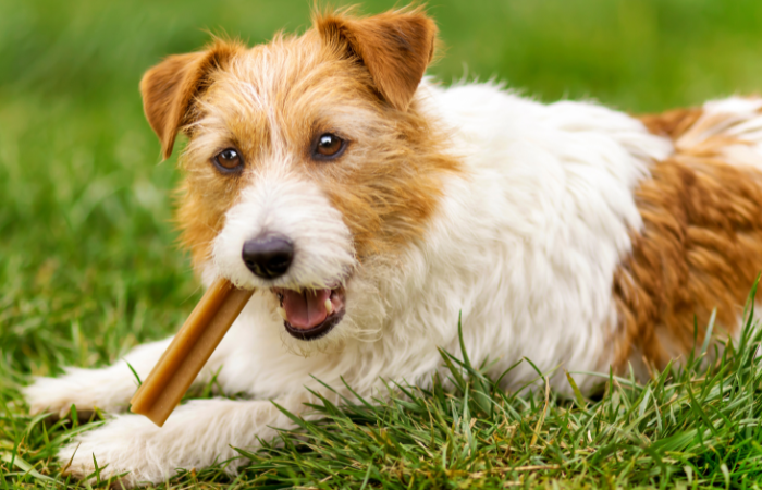 Raw Bone Treats for Dogs