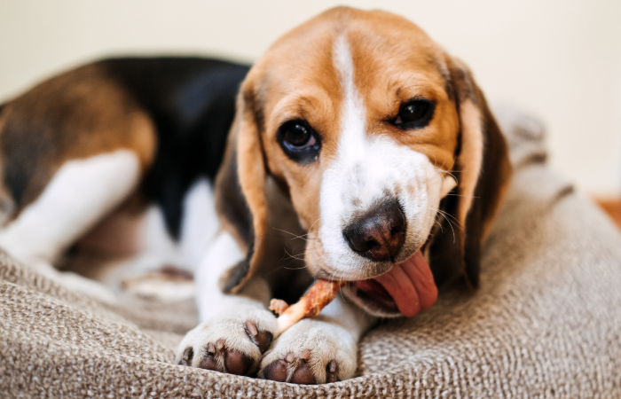 Raw Bone Treats for Dogs