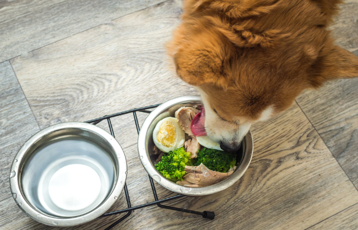 Can Dogs Eat Spoiled Meat? Exploring the Risks and Precautions